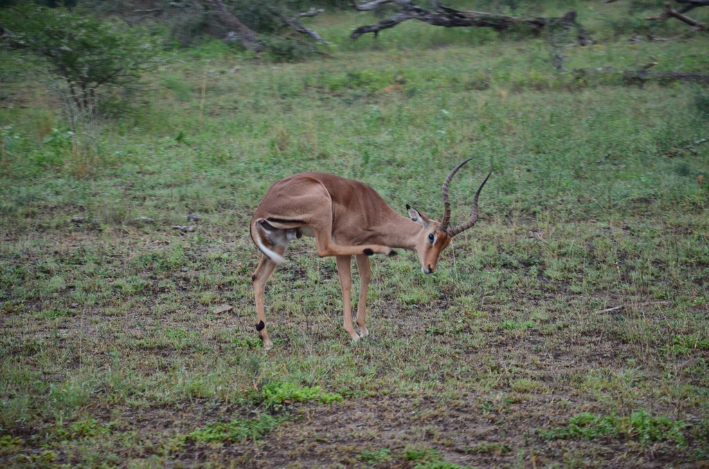 2015-05 South Africa/iMfolozi/DSC_0164.JPG